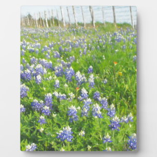 Roadside Bluebonnets Fotoplatte