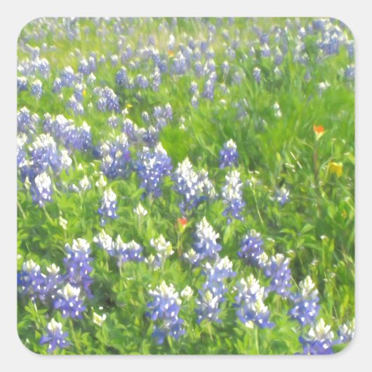 Roadside Bluebonnets Quadratischer Aufkleber (Vorderseite)