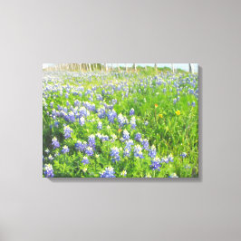 Roadside Bluebonnets Stretted Leinwand