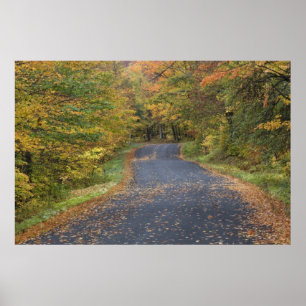 Roadside fallfoliage, Southern Vermont, USA Poster