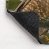 Roadside Hawk, Wildlife Aviary Fotografy Mousepad (Ecke)