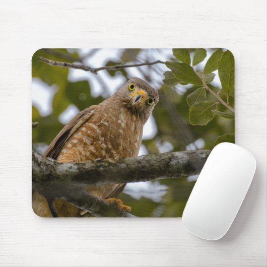 Roadside Hawk, Wildlife Aviary Fotografy Mousepad (Mit Mouse)