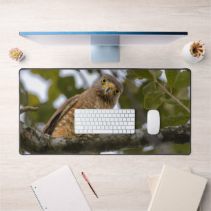 Roadside Hawk, Wildlife Aviary Fotografy Schreibtischunterlage