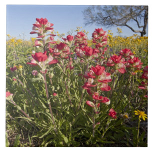 Roadside Wildblumen in Texas, Frühjahr Fliese