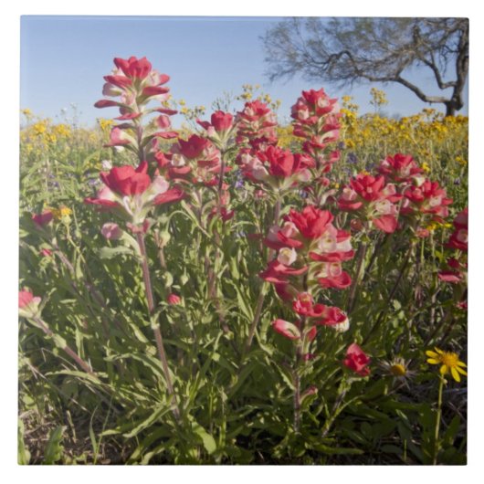 Roadside Wildblumen in Texas, Frühjahr Fliese (Vorderseite)