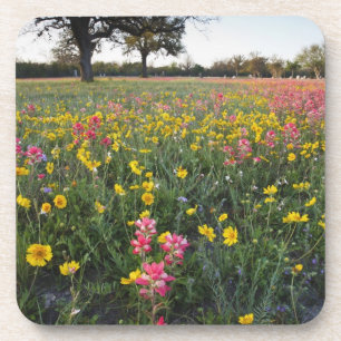 Roadside Wildblumen in Texas, Frühjahr Getränkeuntersetzer