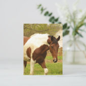Roaming Paint Horse Postcard Postkarte (Stehend Vorderseite)