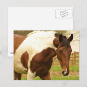 Roaming Paint Horse Postcard Postkarte (Vorne/Hinten)