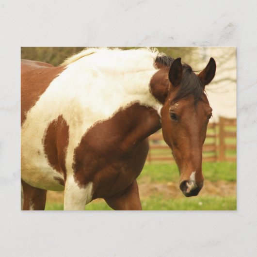 Roaming Paint Horse Postcard Postkarte (Vorderseite)