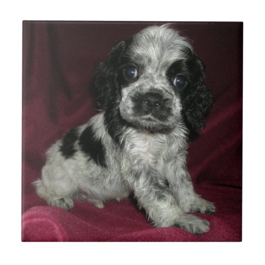 roan Amerikaner-cocker spaniel-Welpe, Apollo Fliese (Vorderseite)