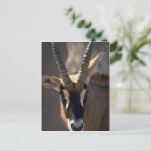 Roan Antelope Head Postkarte (Stehend Vorderseite)