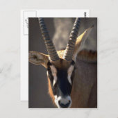 Roan Antelope Head Postkarte (Vorne/Hinten)