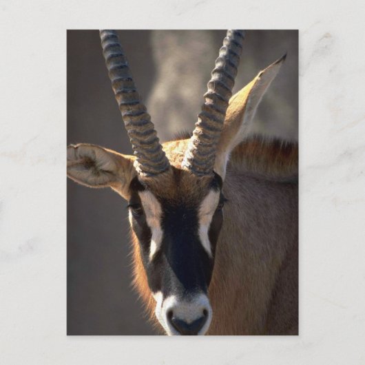 Roan Antelope Head Postkarte (Vorderseite)