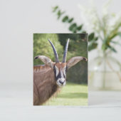 Roan Antelope Postcard Postkarte (Stehend Vorderseite)