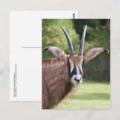 Roan Antelope Postcard Postkarte (Vorne/Hinten)