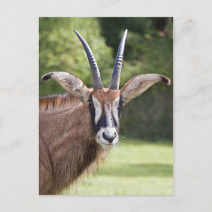 Roan Antelope Postcard Postkarte