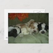 Roan Cocker spaniel Welpen. Nickerchen Zeit! Postkarte (Vorne/Hinten)