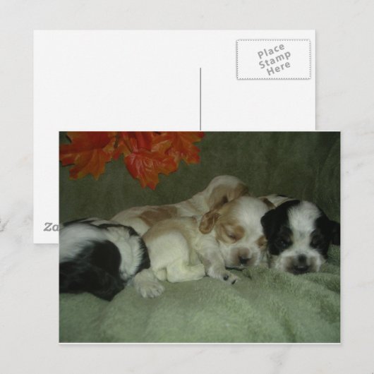 Roan Cocker spaniel Welpen. Nickerchen Zeit! Postkarte (Vorne/Hinten)