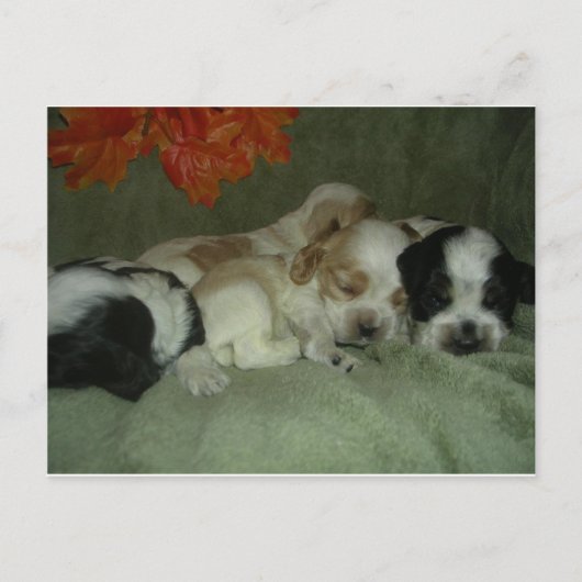 Roan Cocker spaniel Welpen. Nickerchen Zeit! Postkarte (Vorderseite)