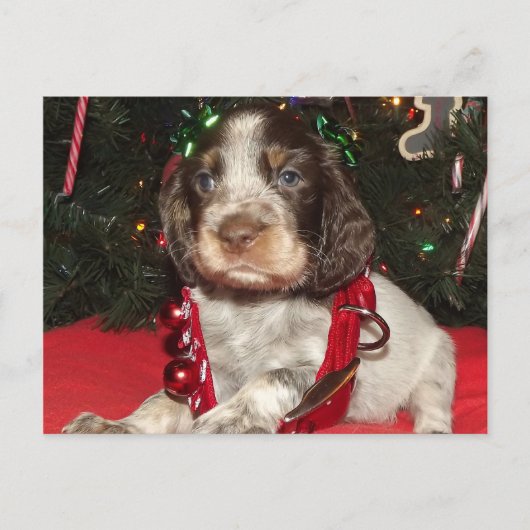 Roan englischer Springerspaniel-Weihnachtswelpe Feiertagspostkarte (Vorderseite)