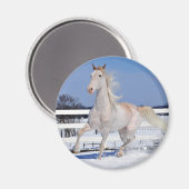 Roan in Snow Magnet (Vorderseite/Rückseite)