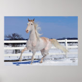 Roan in Snow Poster (Vorne)