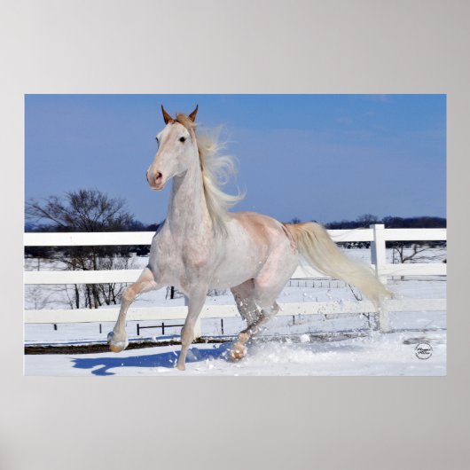 Roan in Snow Poster (Vorne)