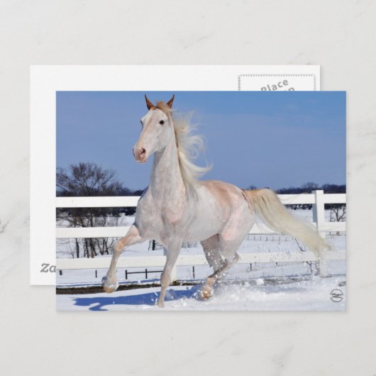 Roan in Snow Postkarte (Vorne/Hinten)