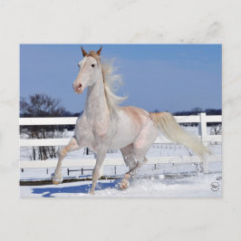 Roan in Snow Postkarte