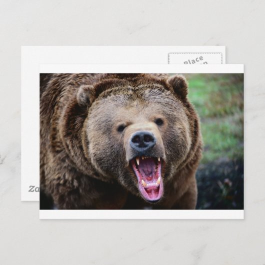 Roaring Grizzly Bear Postkarte (Vorne/Hinten)