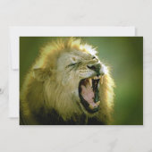 Roaring Lion Einladung (Vorderseite)