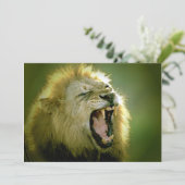 Roaring Lion Einladung (Stehend Vorderseite)