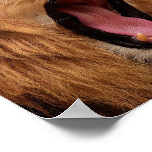 ROARING LION POSTER (Ecke)