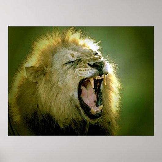 Roaring Lion Poster Print (Vorne)