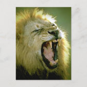 Roaring Lion Postkarte (Vorderseite)