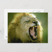Roaring Lion Postkarte (Vorne/Hinten)