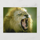 Roaring Lion Postkarte (Vorderseite)