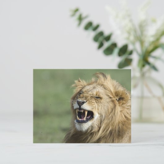 Roaring Lion Postkarte (Stehend Vorderseite)