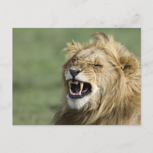 Roaring Lion Postkarte (Vorderseite)
