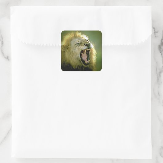 Roaring Lion Square Sticker (Tasche)