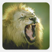 Roaring Lion Square Sticker (Vorderseite)