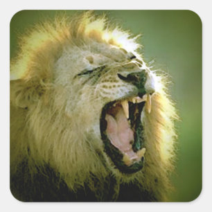 Roaring Lion Square Sticker