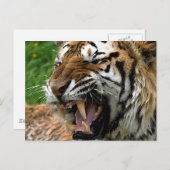 Roaring Tiger Postkarte (Vorne/Hinten)