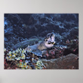 Roaring Turtle Poster (Vorne)