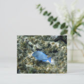 Roatán Postkarte (Stehend Vorderseite)