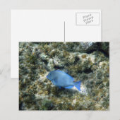 Roatán Postkarte (Vorne/Hinten)