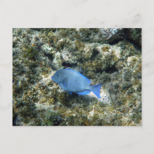 Roatán Postkarte