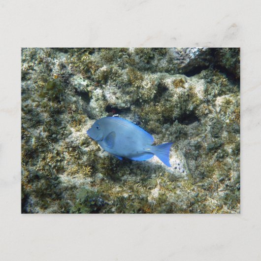 Roatán Postkarte (Vorderseite)