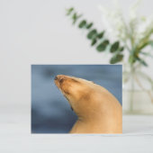 Robbe am Strand Postkarte (Stehend Vorderseite)