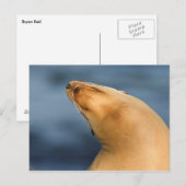 Robbe am Strand Postkarte (Vorne/Hinten)
